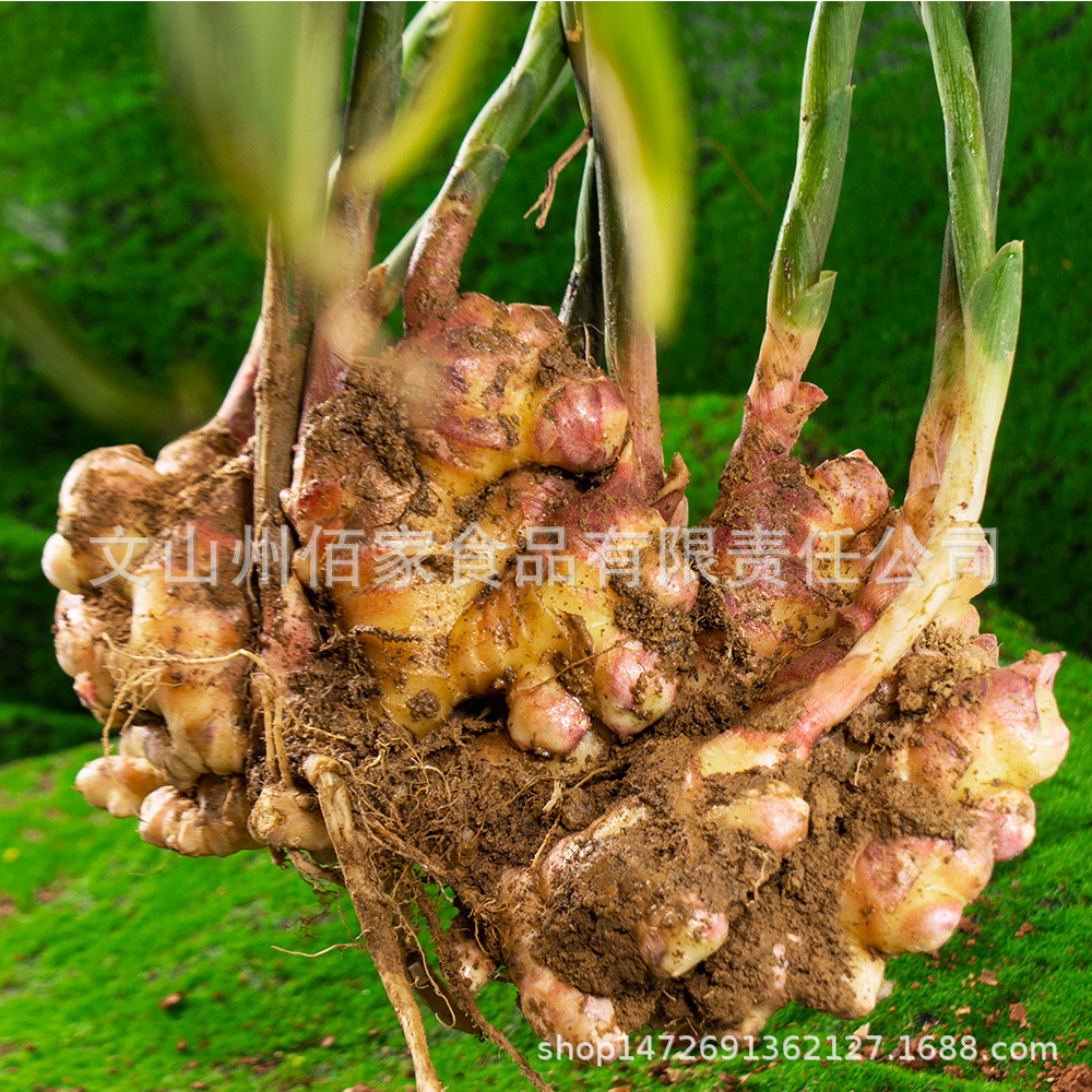 Organic Fresh Ginger with Mud 2.5Kg/Box Yunnan Organic Fresh Turmeric Supports One Piece Dropshipping and Direct Sales from the Origin