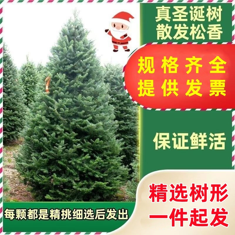 Живая рождественская елка в горшке, настоящая ель, рождественское зеленое растение