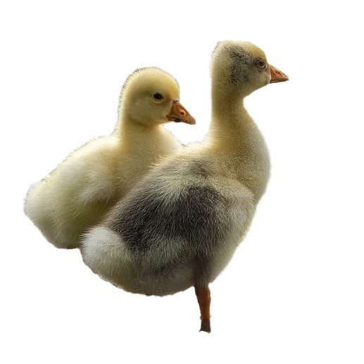 Purebred White Lion Head Goose Live Young Goose Tianshan Authentic Extra Large Breed High Survival Rate Supports Video Selection Goose Batch Order