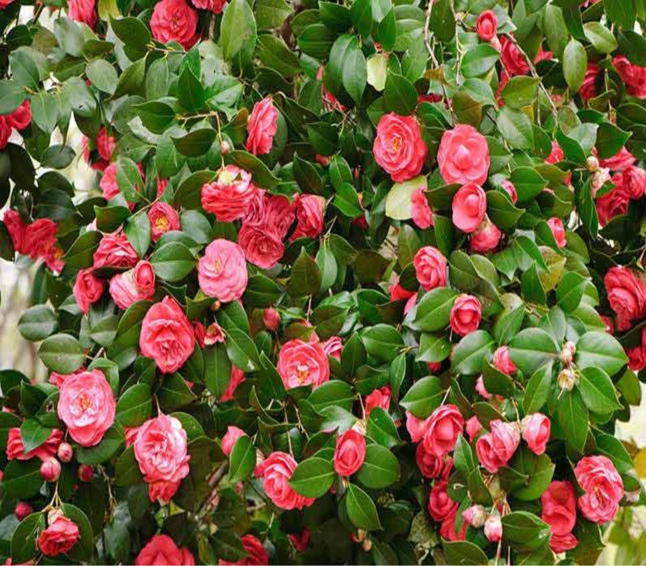 Завод Texas Shun Source ZY867 BOPP цветная печать композитного кемпингового тента, надувной тент, пол для матов