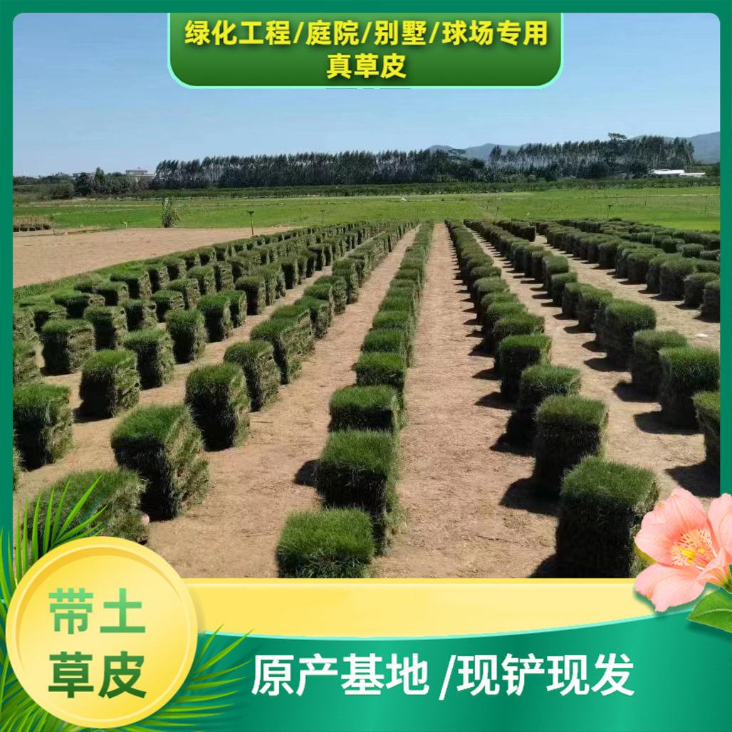 Shenzhen Taiwan Lawn Base Directly Supplies Turf Wholesale with Various Varieties, Cold-Resistant and Trampling-Resistant, Shipped with Soil