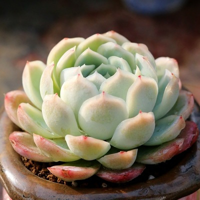 The Base Produces and Sells Succulent Plants Wholesale Small Succulent Flower Combination Potted Succulent Plants Lithops Yulu