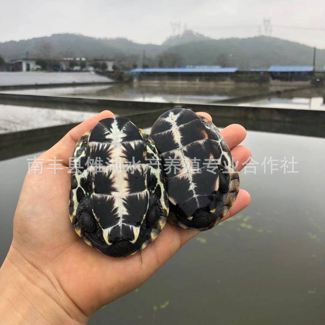 Waitang Chinese grass turtle cold water grass turtle ink turtle Golden Line grass turtle black belly grass turtle pet lucky turtle wholesale