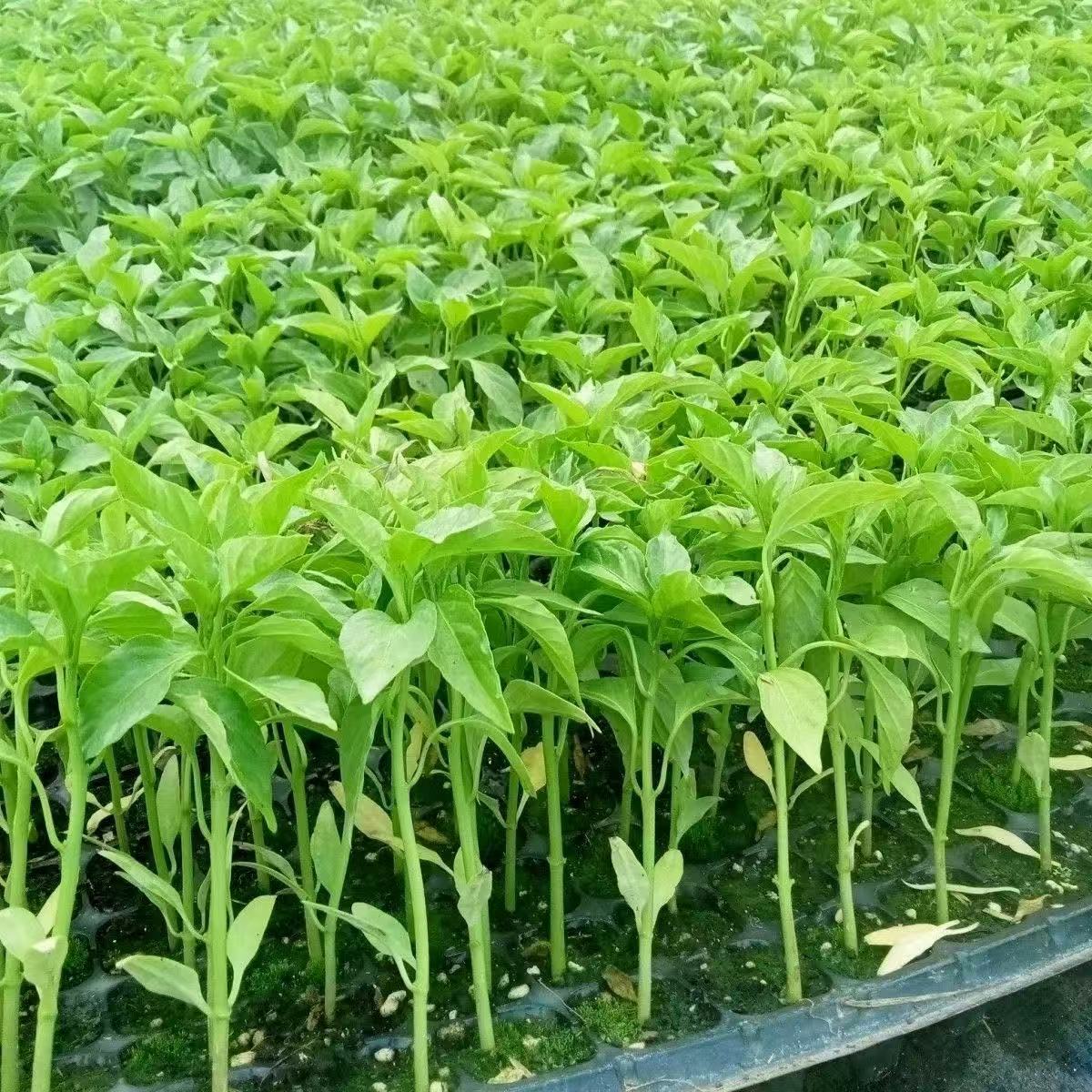 Screw Pepper Chili Seedlings High-Yield Spicy Extra-Large Chili Seedlings Screw Pepper Thin-Skinned Southern Potted Vegetable Seedlings