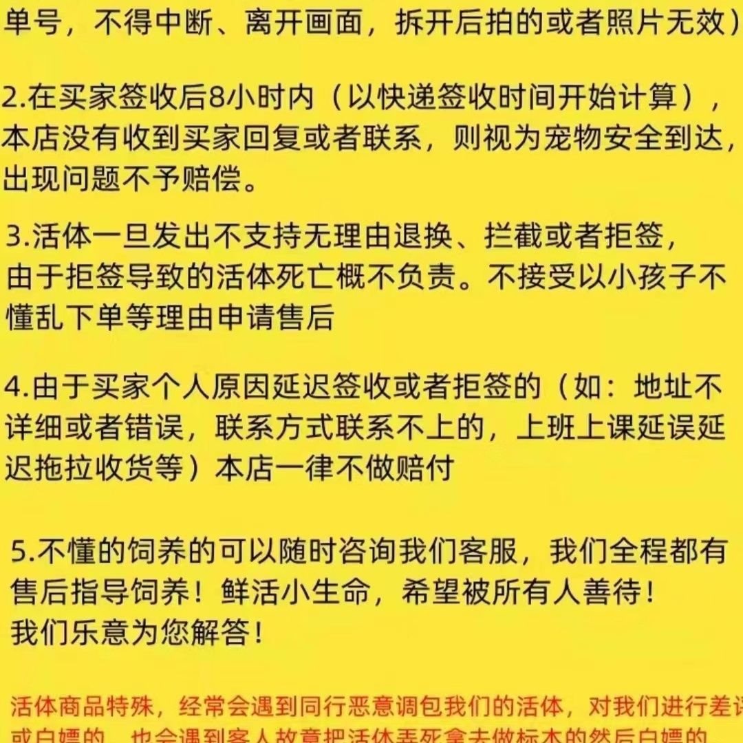 Live Pet Insect Beetle Crawling Small Animal with White Stripes, Easy to Feed on Willow Bark, Non-Toxic and Safe Breeding Box