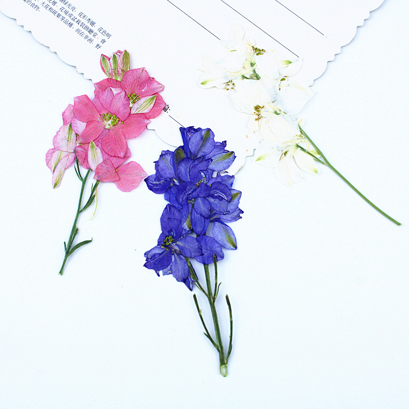 Flying Swallow Flowers, Dried Flowers with Branches, DIY Material Embossed Wholesale Plant Specimens, Children's Teaching Real Flower Embossed Flowers