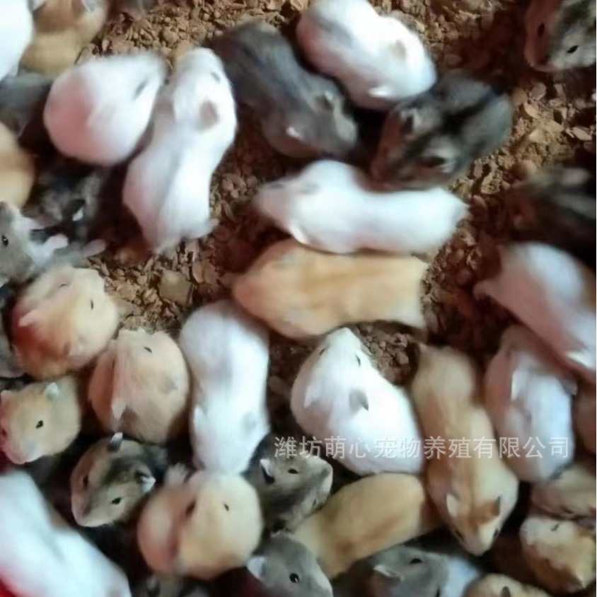 Wholesale Hamster Pet Live Tiger Bear White Bear Black Bear Cow Bear Long Hair Bear Eye Circle Bear Rice Bear Wholesale