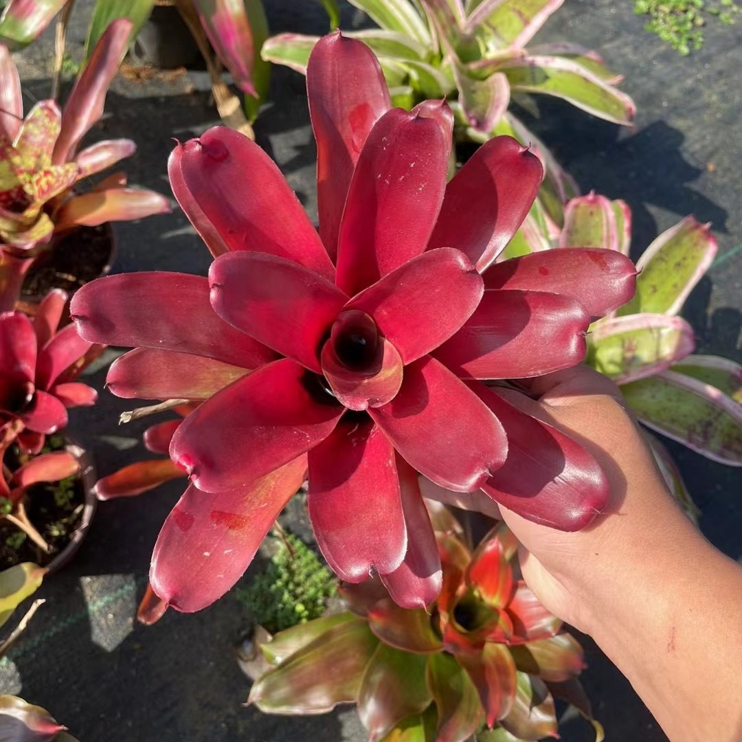 Water Pineapple Water and Land Tank Rainforest Tank Reptile Landscaping Colorful Potted Soilless Cultivation Ecological Landscape Microscopic Plants