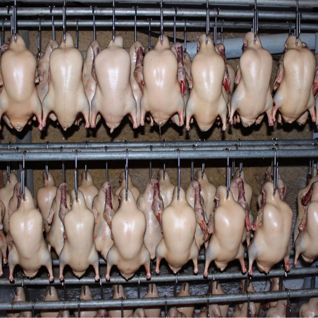 Source Factory Direct Delivery of 4 Pieces of Frozen Wholesale Cherry Valley Duck Embryos