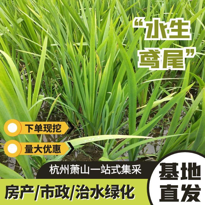 [Желтая Ирис] Водное растение, желтый каламус, озеленение водно-болотных угодий, очистка воды, очистка сточных вод, установка для очистки воды