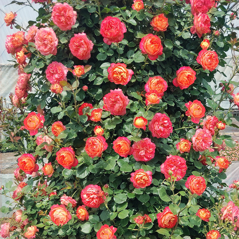 Rose Seedlings, Vine Roses, Large Florals, Strong Fragrance, Garden Climbing Vines, Flower Pots, European Moon Roses Blooming in All Seasons
