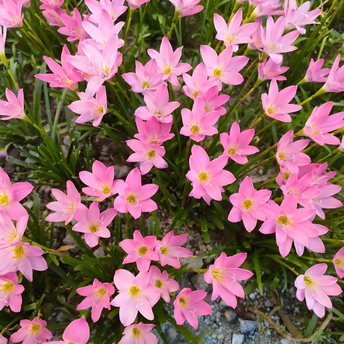 Луковицы орхидеи Ветер и Дождь, розовые луковицы, цветущие круглый год, зеленые растения, семена лука