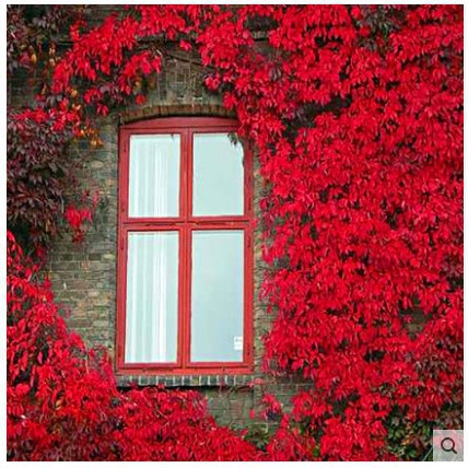 Wholesale climbing plant dijin five-leaf dijin creeper vine plant cold-resistant drought-resistant wall climbing master