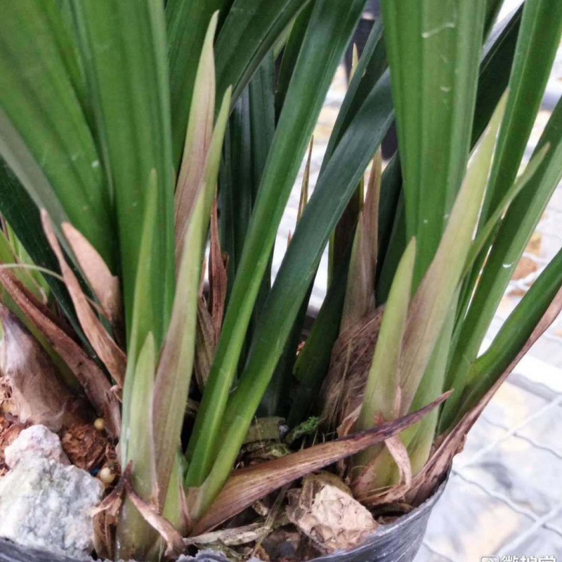 New Store Opening, Blooming Orchid, Fragrant, Blooms All Seasons, Easy to Care For, Wholesale and Dropshipping Available