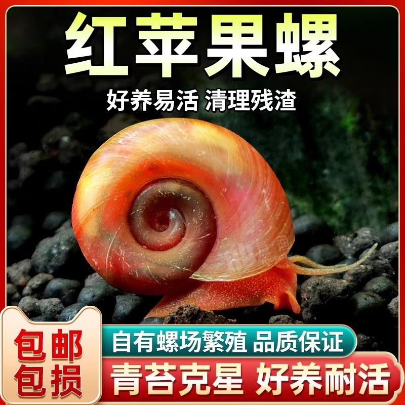 Яблочная улитка, удаление водорослей, декоративная улитка, очистка аквариума, большая гигантская улитка, биологический свежий инструмент