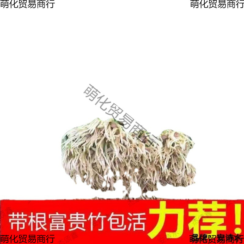 Rich Bamboo with Roots, Water-Cultured Living Room, Office, Green Water-Cultured Potted Plants, Flowers and Green Plants, Formaldehyde Removal and Air Purification
