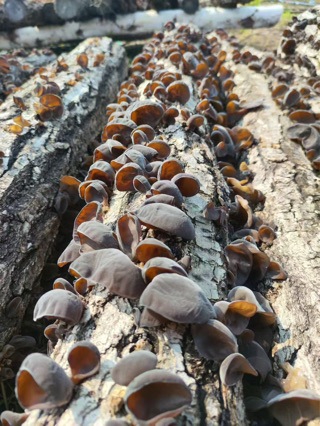 Гриб, растущий на деревьях на северо-востоке, липовый гриб, естественный рост в горах, вкус детства