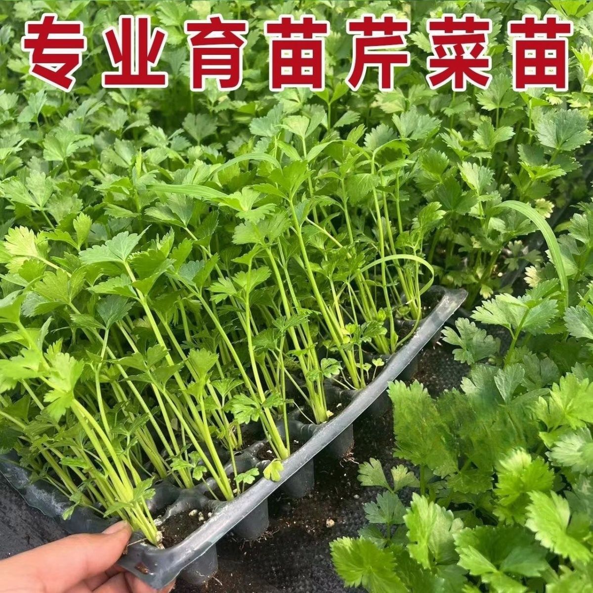 Shouguang Large Celery Seedlings, Small Parsley Seedlings with Soil, Shipped with Roots, Balcony Potted Cold-Resistant Vegetable Seedlings