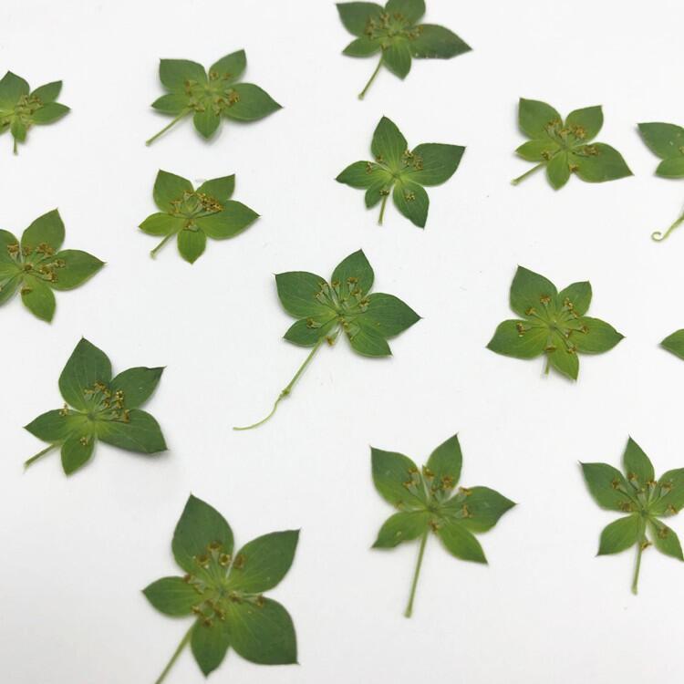 Rabbit Ear Grass Leaf Gold Nail Art Dried Flowers Internet Red Sticker Face ins Wind Flower Mobile Phone Shell Dropping Glue Flower Material diy Picture Frame