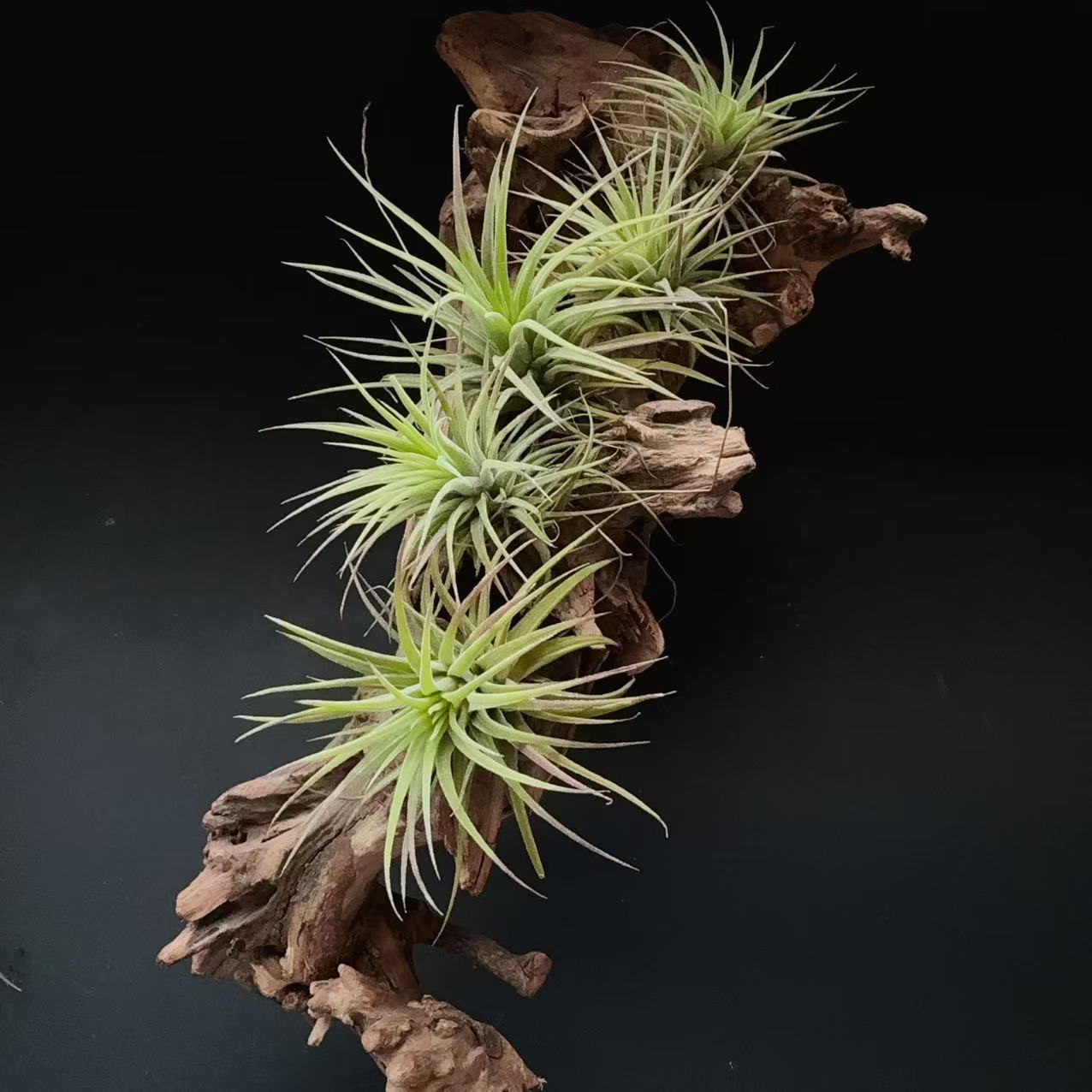 Саженец Rupra, саженец с прямыми волосами оптом, воздухопроницаемый ананас, безземельное растение, ленивое зеленое растение для выращивания