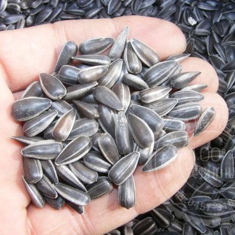 Сырые мелкие черные жемчужины сырые семена дыни полный оригинальный вкус орехи корм для птиц зерно для белок семена подсолнечника 500г