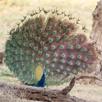 Live Blue Peacock Chicks for Sale, Three-Year-Old Blue Peacocks for Sale, Blue Peacock Scenic Spots for Viewing