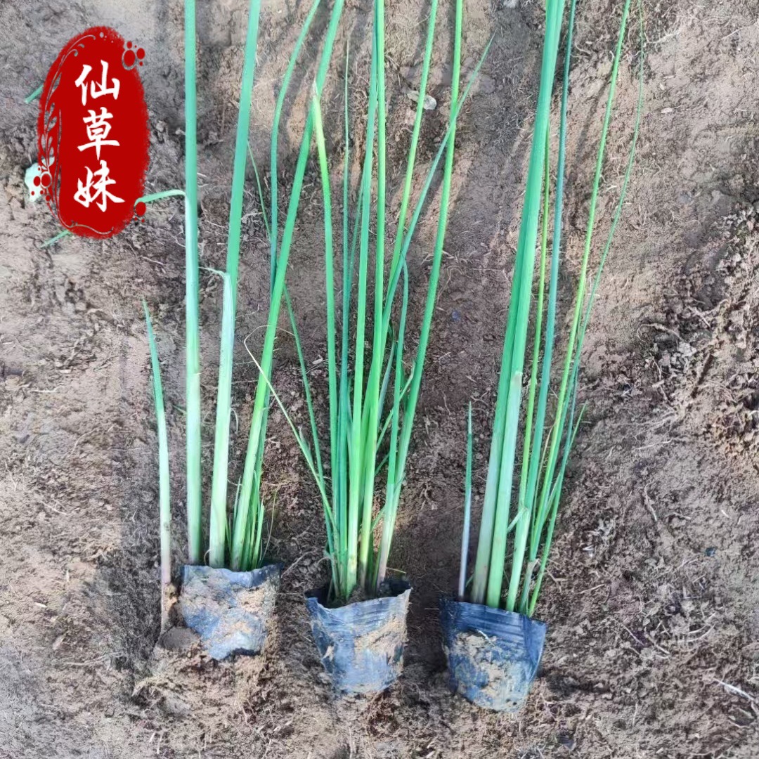 Seedlings of Wild Water Hyacinth, Wetland Hydroponic Grass, Plant Mat Grass, Dragon Beard Grass, Seedling Grass