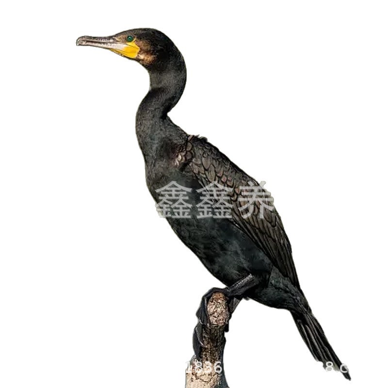 Osprey Live Rental and Sale, Osprey for Wetland Park Performance and Fish Catching Project, Purebred Osprey Live Seedling Price