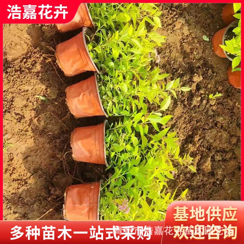 Golden Flame Spiraea Flower Shrub Flower Bed Flower Mirror Greening Garden Landscape Plant Golden Mountain Spiraea Seedlings