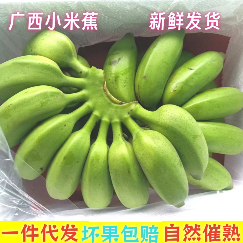 Гуанси Сяоми Банан Оптовая продажа Целая коробка Плодоносный банан Хайнань Банан Прямые поставки с места Про бесплатная доставка Сладкий фрукт