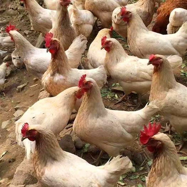 Chicken Chicks Wholesale Hyland Gray Egg Chicken Chicks, Egg Laying King, 300 Eggs Per Year, and Green Shell Egg Chicken Chicks Hyland Brown Chicken 1