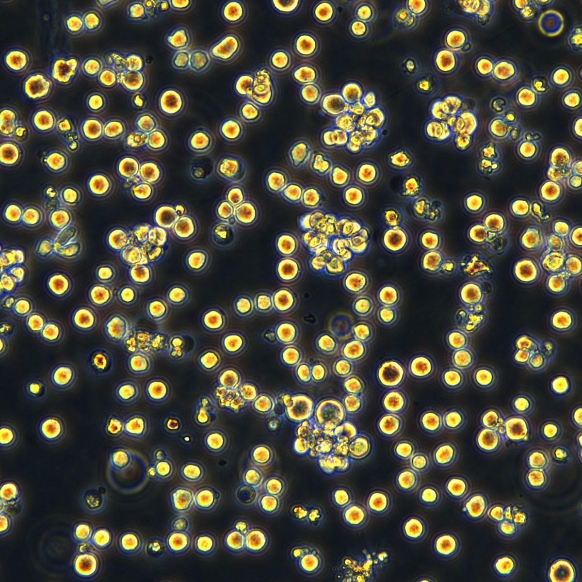 Meisen Ctcc Multiple Myeloma Cells Rpmi-8226