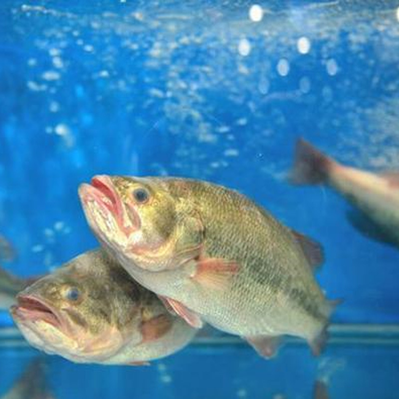 Polar Bear Valley Powder Wheat Gluten Powder Grilled Gluten Food Grade Ketogenic High Protein Powder Fishing 25kg Brushed Powder