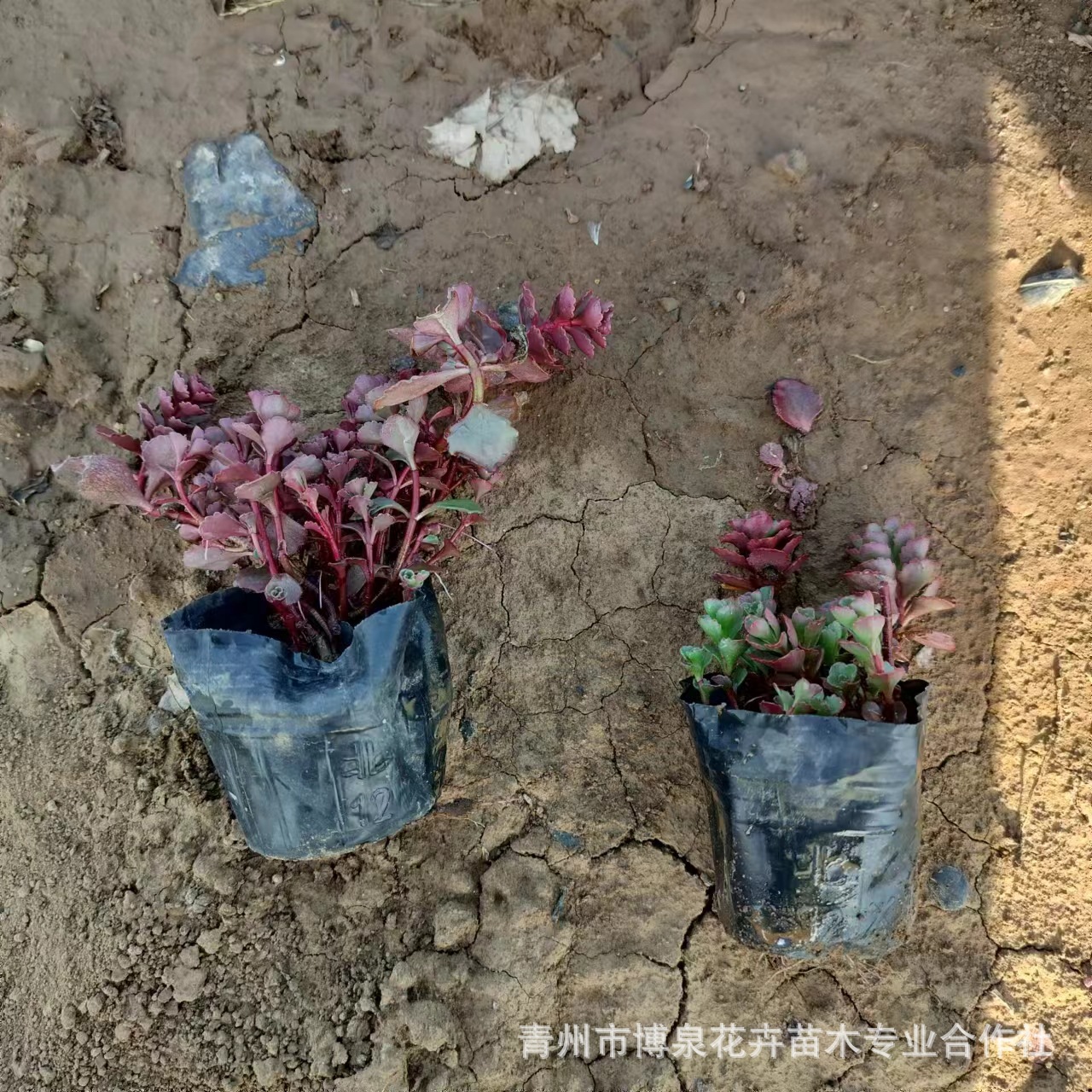 Рассада розового родиолы, многолетние цветы, суккуленты, горшечные растения для озеленения крыш, краснолистная родиола, база Циньчжоу
