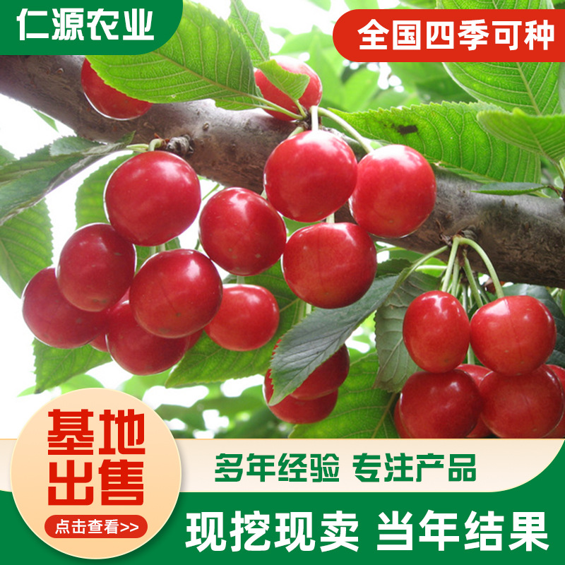 Base Direct Supply of Cherry Seedlings, Cherry Saplings, Cherry Trees, Potted Large Cherry Seedlings Planted in the South and North