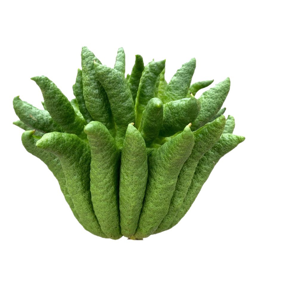 Bergamot Fresh Fruit Ornamental Edible Fresh Fruit with Branches Dried Fragrant Bergamot Hydroponic Green Plant Ornaments Flower Potted Plants