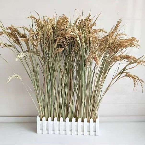 Rice Ear Dried Flowers Natural True Rice Dried Flowers Shooting Props Pastoral Decoration Ornaments Rice Flowers