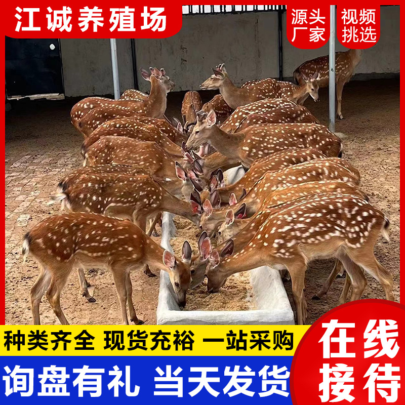 Сика-олени живые, оленята, живые саженцы, взрослые самцы, беременные самки, разведение, декоративные сика-оленя.