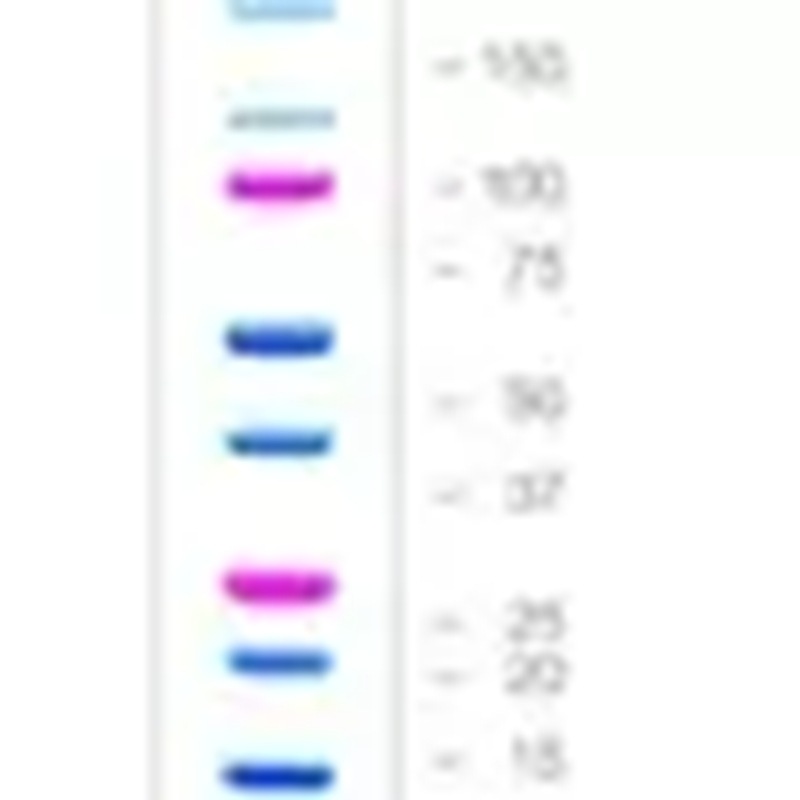 1610374 Bo-Le Цветной Электрофорез Протеиновый Маркер Двухцветный Предварительно Окрашенный Протеин 500мл Лабораторный Реагент