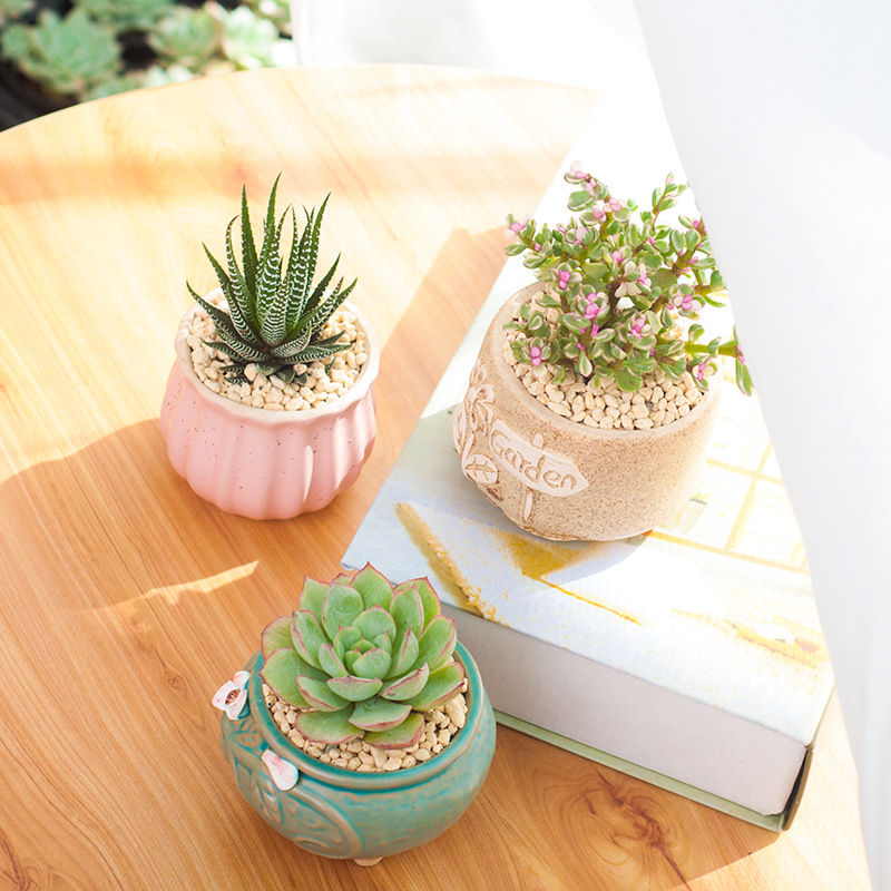 Succulent Potted Indoor New Succulent Plant Combination Jade Dew Flower Pot Soil Set Novice Green Plant Flower Radiation Protection
