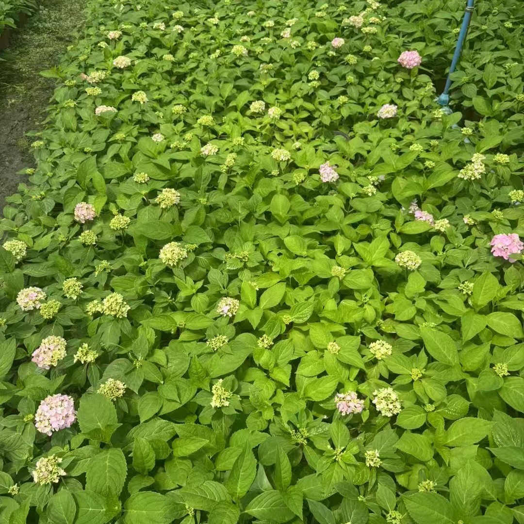 Hydrangea, Eight Immortals Flower, Endless Summer, Large-Flowered Hydrangea, Wholesale in Large Quantities, Preferential Treatment