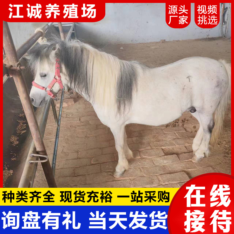 Домашние питомцы на пони, фермы по разведению продают и арендуют взрослых пони шетландской породы, переработка пони.