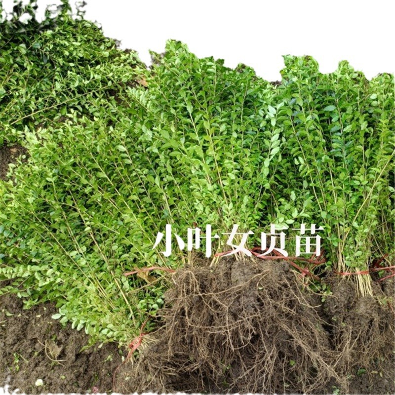 Small leaf privet tree seedlings green leaf privet garden villa community green seedlings evergreen spherical hedgerow engineering seedlings