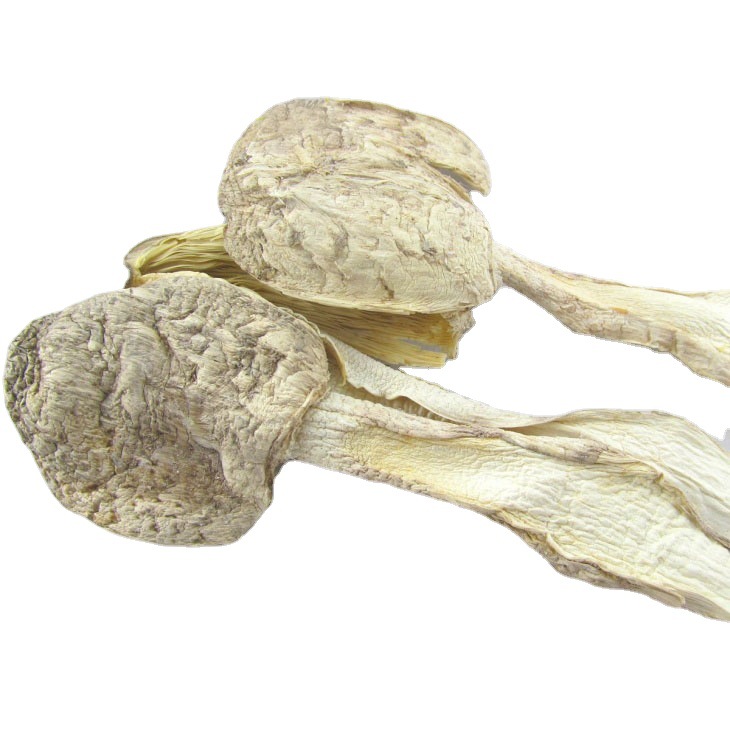 Kangwang Chicken Leg Mushroom Bulk 500g Dry Goods Sulfur-Free Chicken Leg Mushroom Thorn Mushroom Gutian Specialty Factory Direct Sales Wholesale