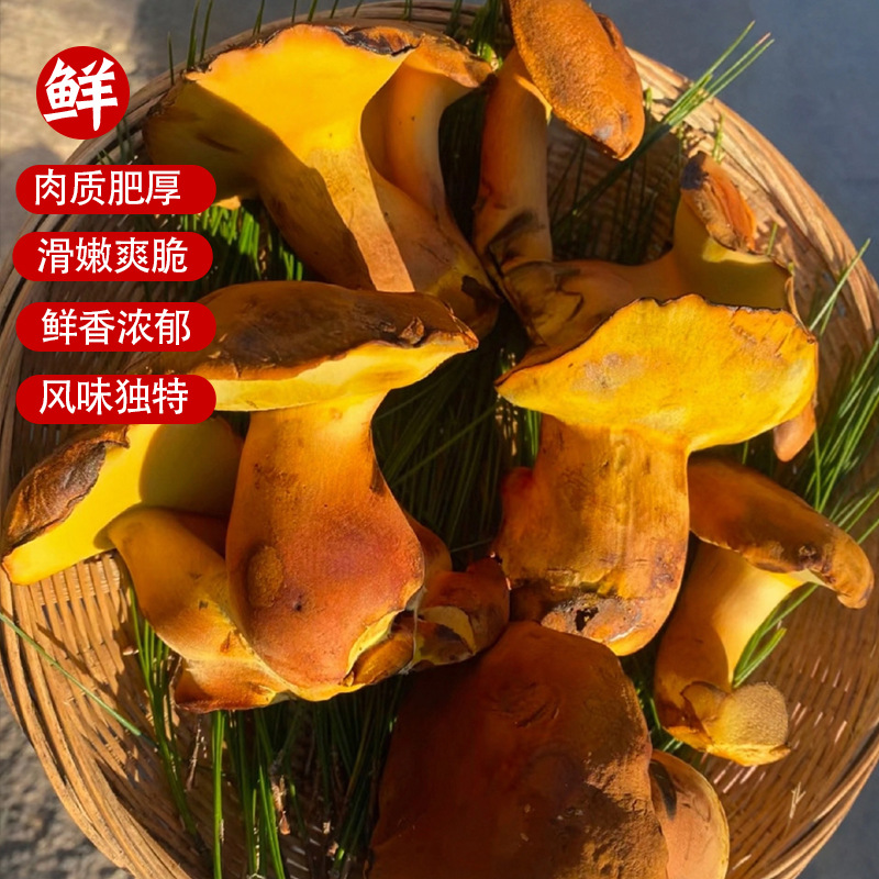 Fresh Yunnan Green-Hand Green-Red Onion Morel Mushrooms, Popular Wild Mushrooms, Artificially Cultivated Edible Fungi