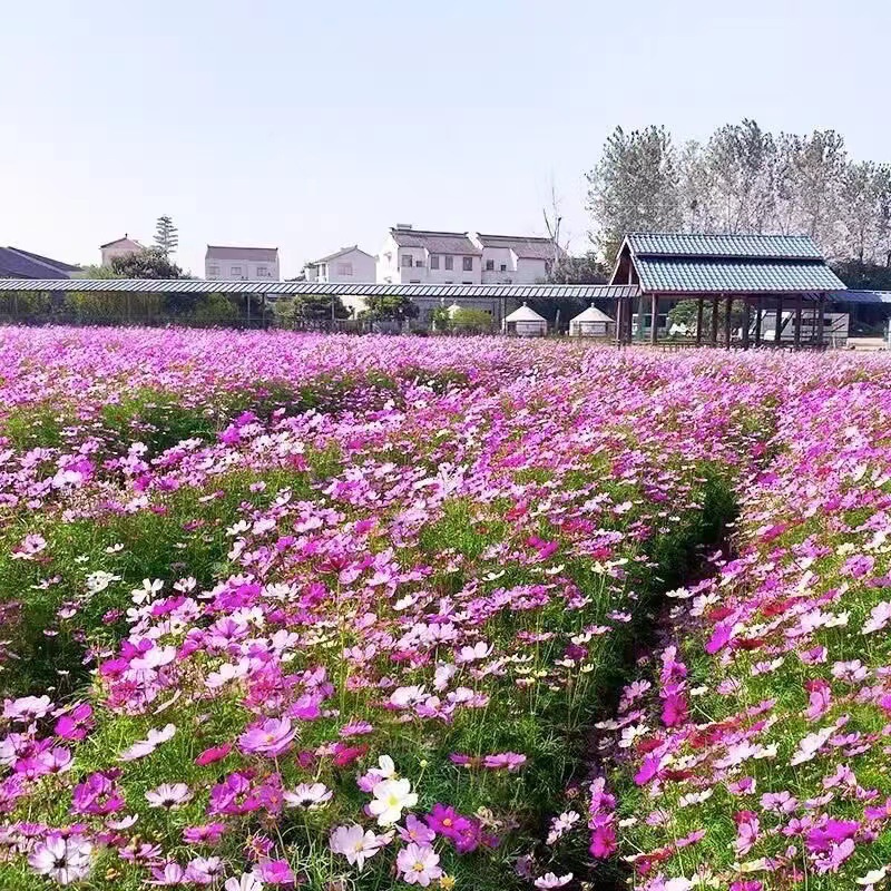 Various Internet Celebrity Flower Seeds, Flower Seeds, Popular Flower Seeds Products, Flower Seeds Wholesale Small Packages