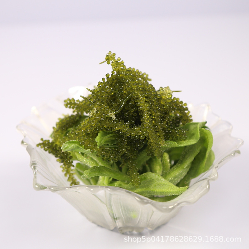 [Factory Direct Sales] Salted Sea Grapes 100g Aluminum Bag Packaging E-Commerce Channel Bidding Impulse Payment