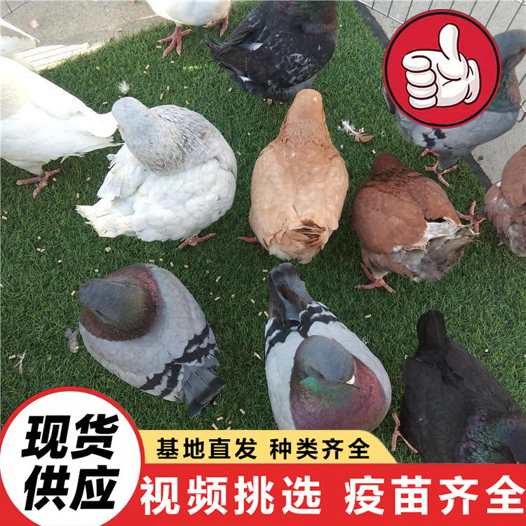Farm Sells Live Gray King Pigeons, White Feather King Pigeons, Large-Sized Ingot Pigeons, Laying and Breeding Young Pigeons