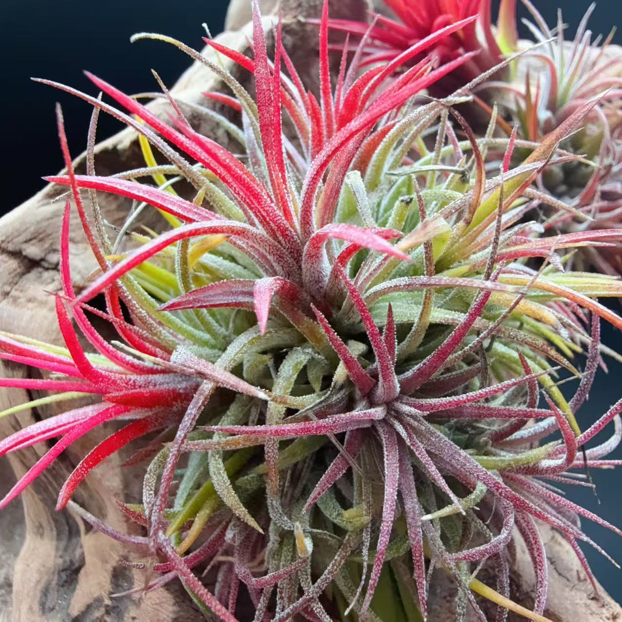 Fuguo Elf Manufacturer Direct Supply Base Straight Hair Air Pineapple Soilless Plant Air Tillandsia