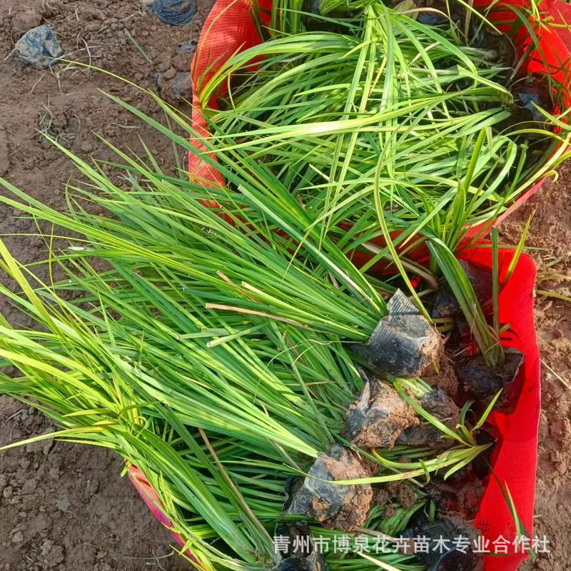 Золотистый аир, почвопокровное цветущее растение, горшечное растение, зеленое растение, водная культура, многолетник, легко растущий, холодостойкий золотой шёлк